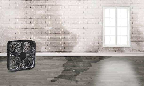 Best Mold removal after water damage  in Palmdale, CA